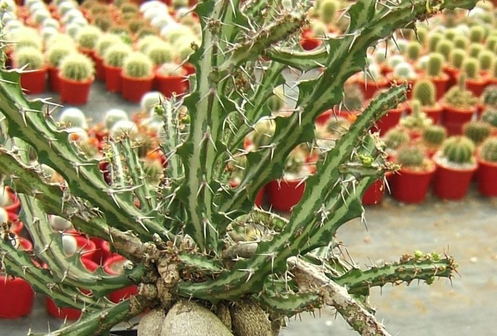 Euphorbia knuthii