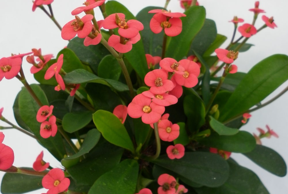 Euphorbia milii somona Gabriella Red