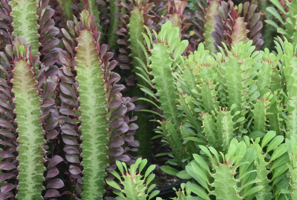 Euphorbia trigona