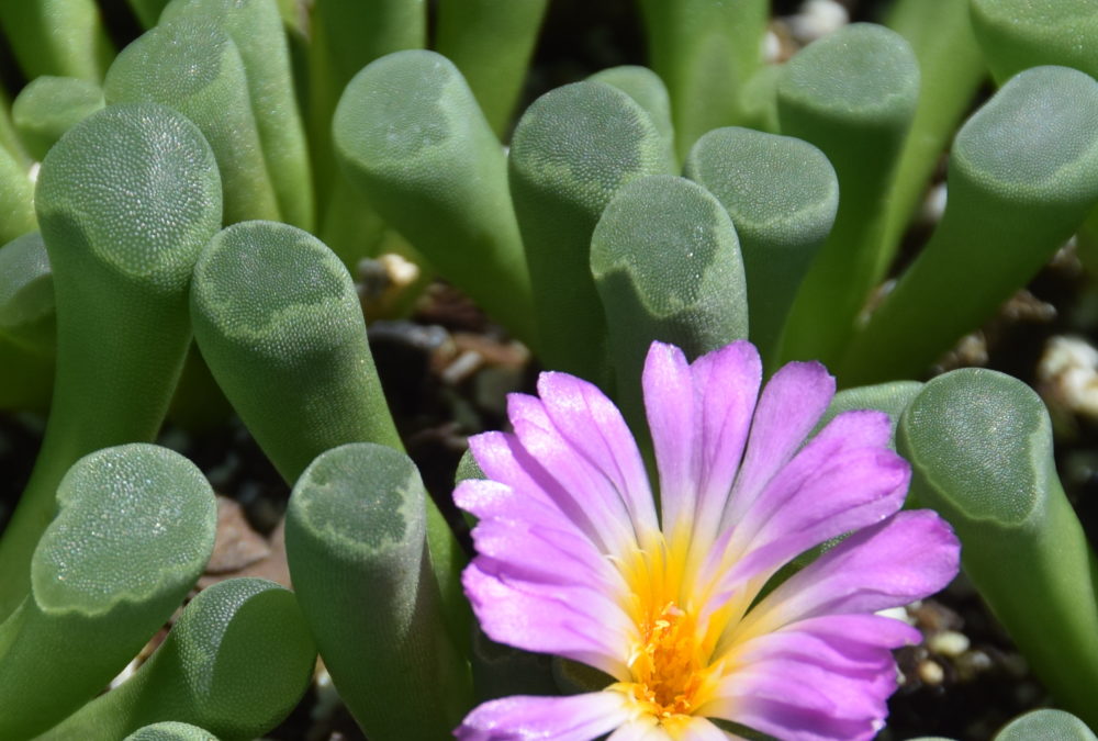 Frithia Window Succulent