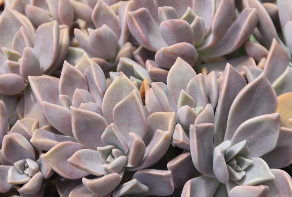 Graptopetalum paraguayense