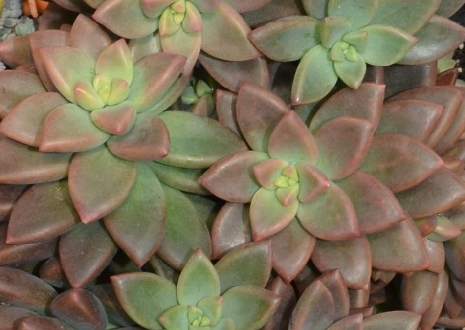 Graptosedum bert swanwick