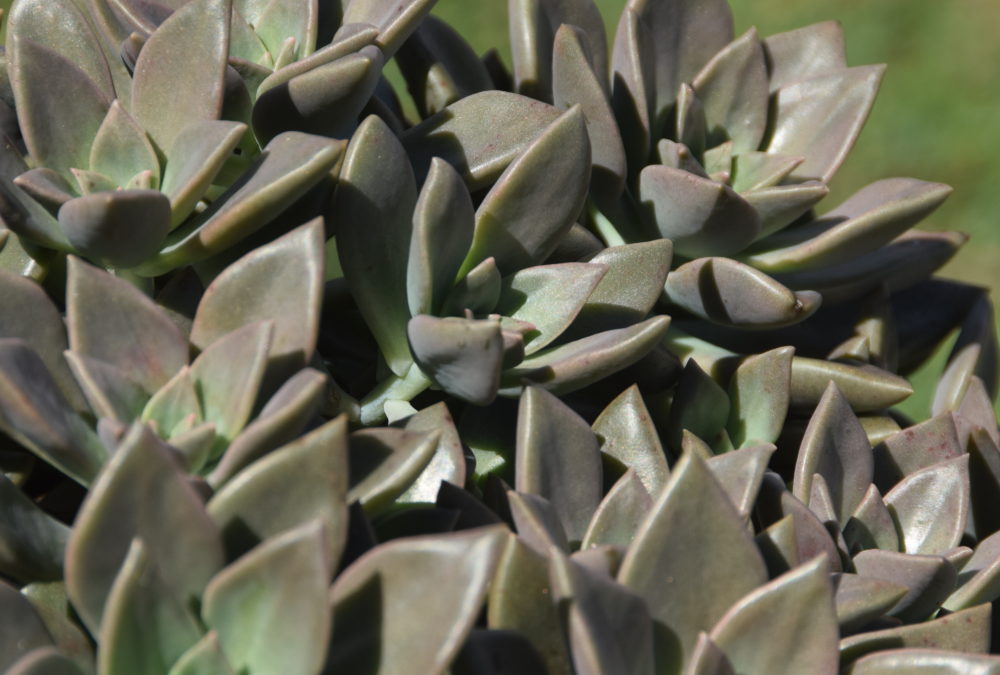 Graptoveria bronzed aussie