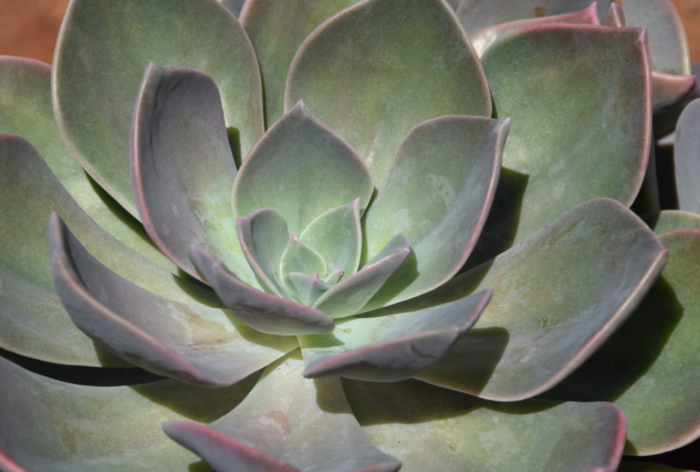 Graptoveria dusk