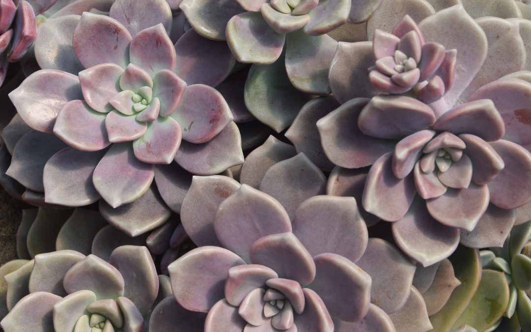 Graptoveria mauve accord