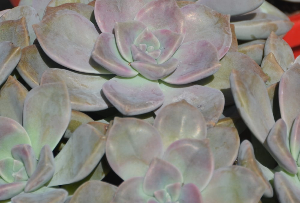 Graptoveria purple delight