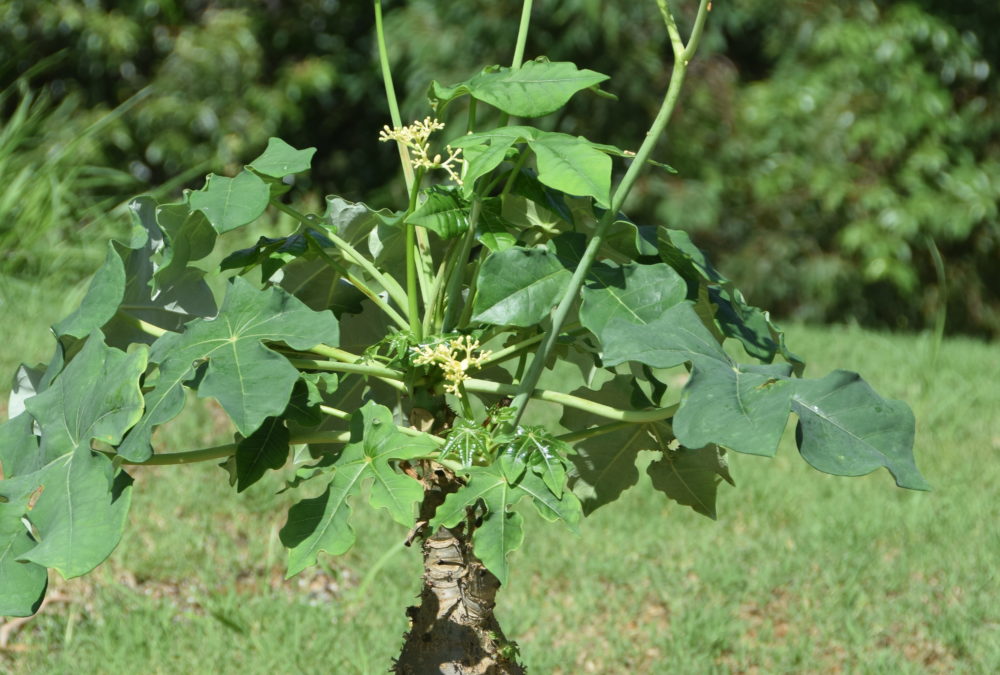 Jatropha podagrica yellow