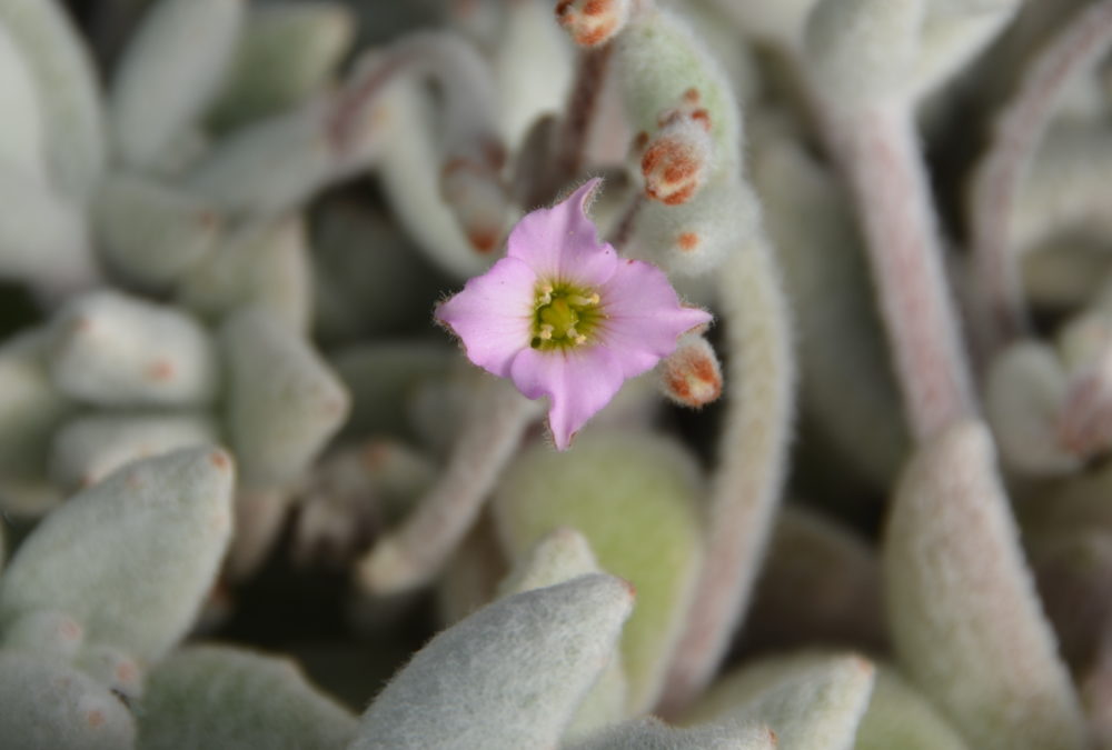 Kalanchoe eriophylla