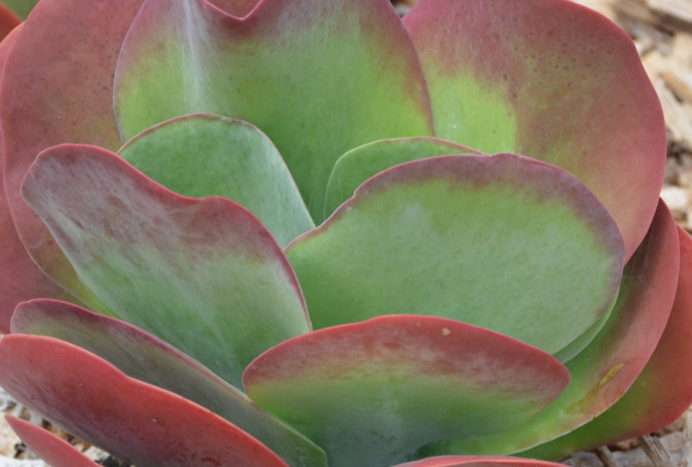 Kalanchoe thyrsiflora Flapjack