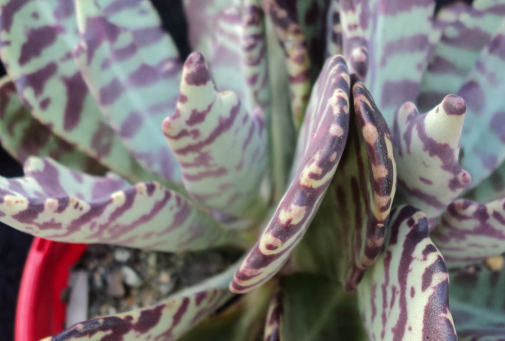 Kalanchoe humilis