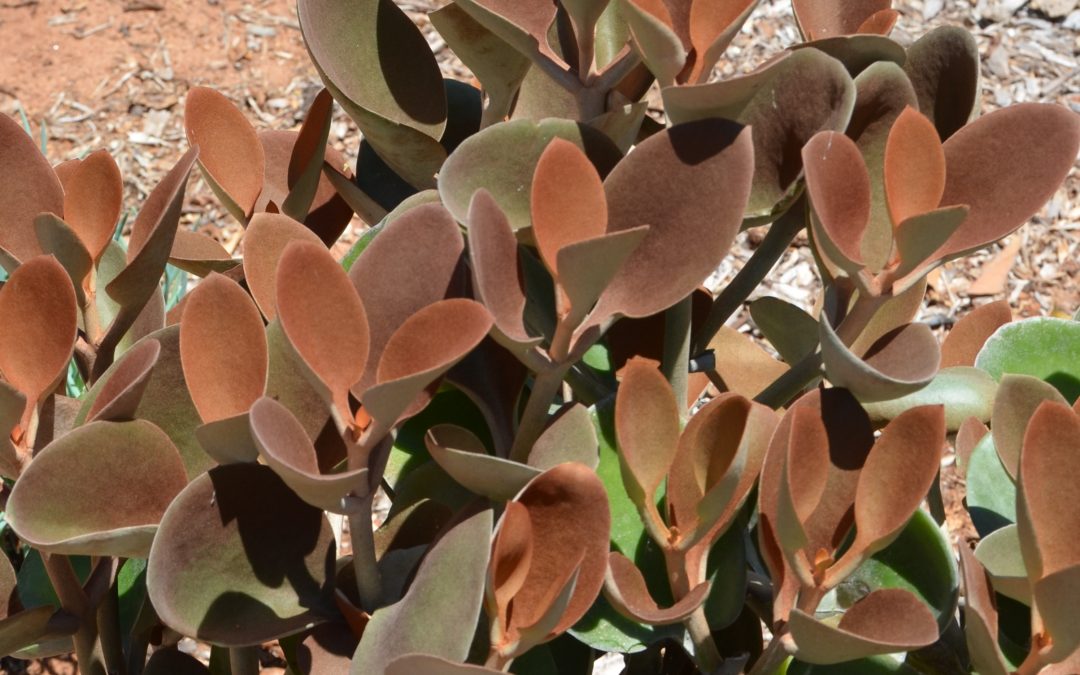 Kalanchoe orygalis Copper Spoons