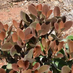 Kalanchoe orygalis Copper Spoons