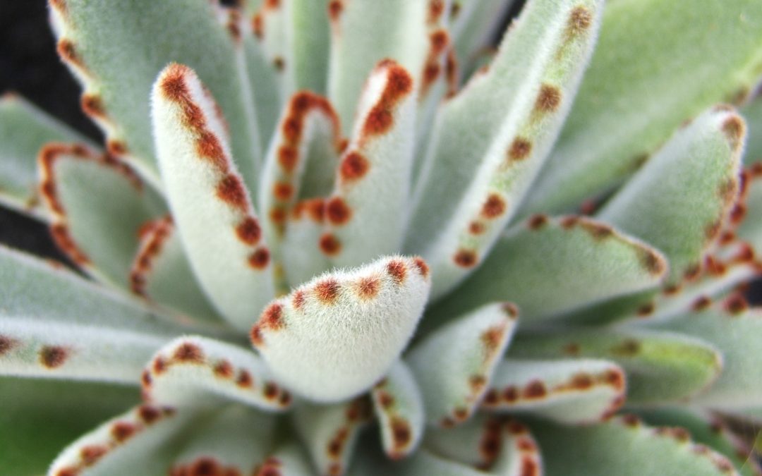 Kalanchoe tomentosa