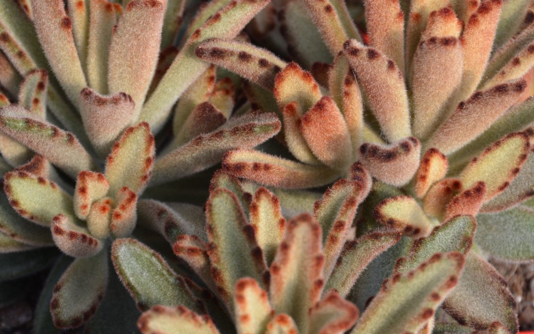 Kalanchoe tomentosa Chocolate