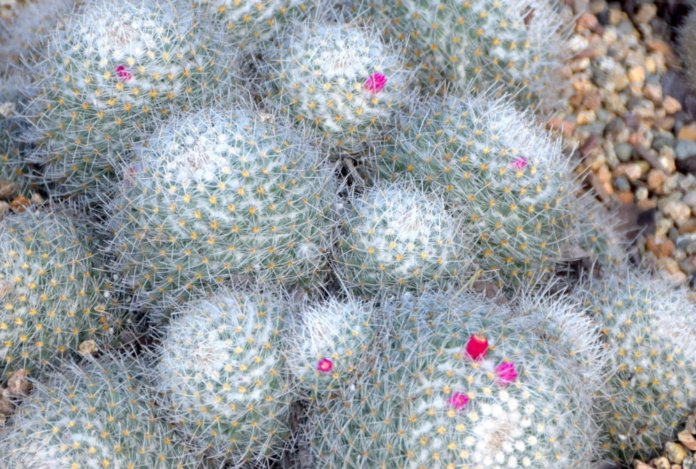 Mammillaria geminispina