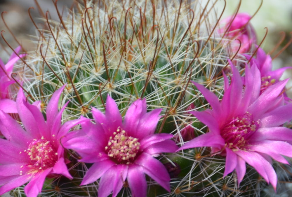 Mammillaria zeilmanniana