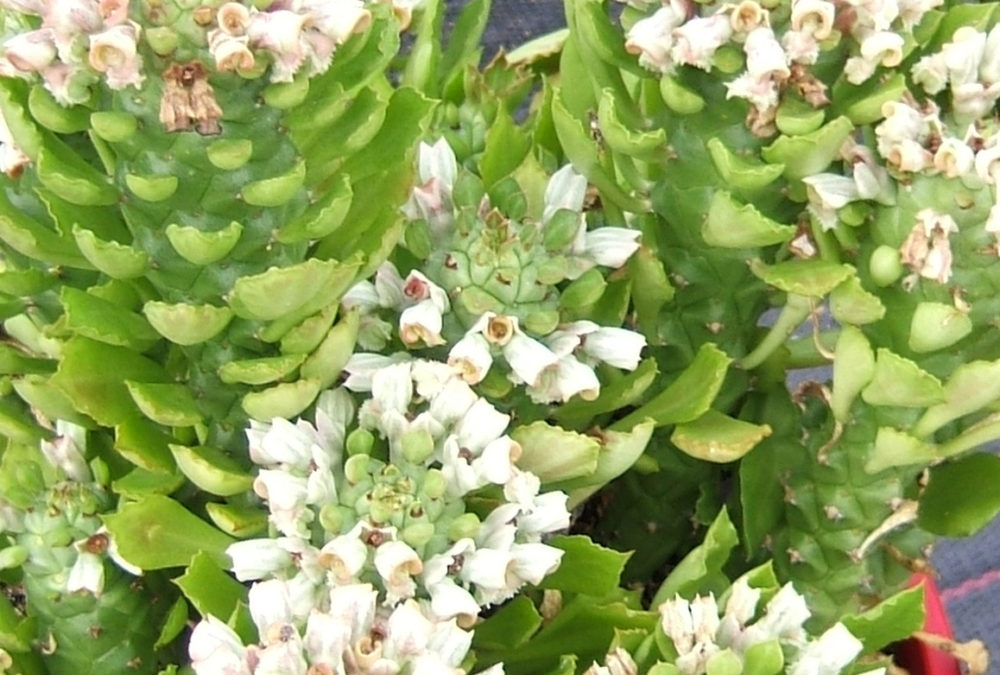 Monadenium stapeliodes