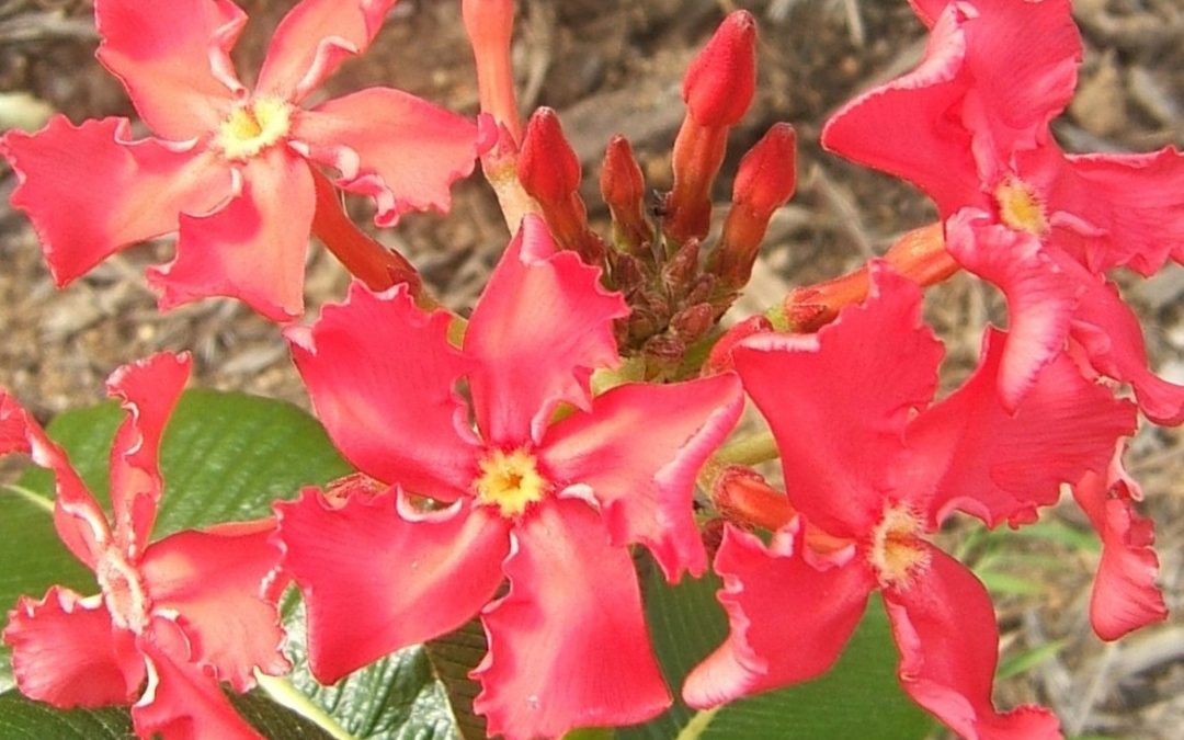 Pachypodium baronii