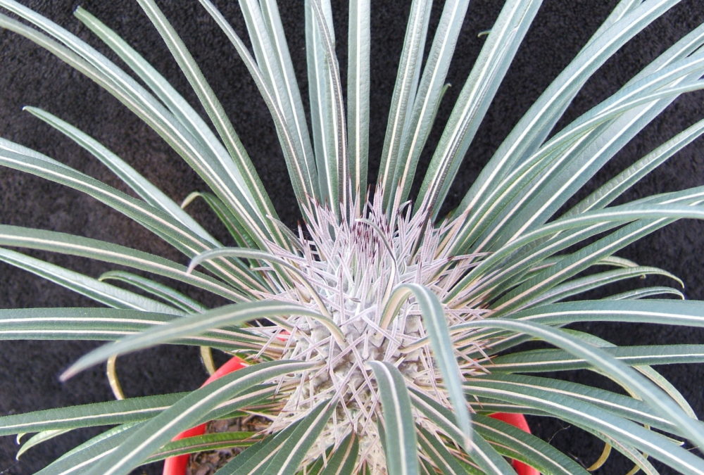 Pachypodium geayi