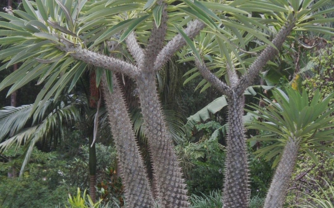 Pachypodium lamerei