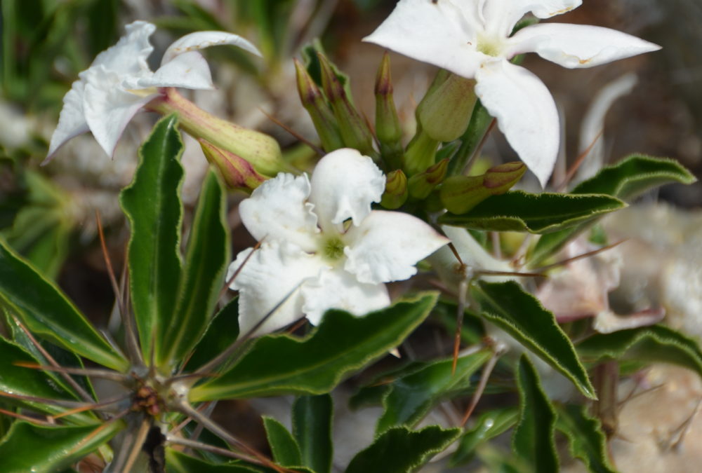 Pachypodium saundersii