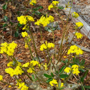 Pachypodium yellow
