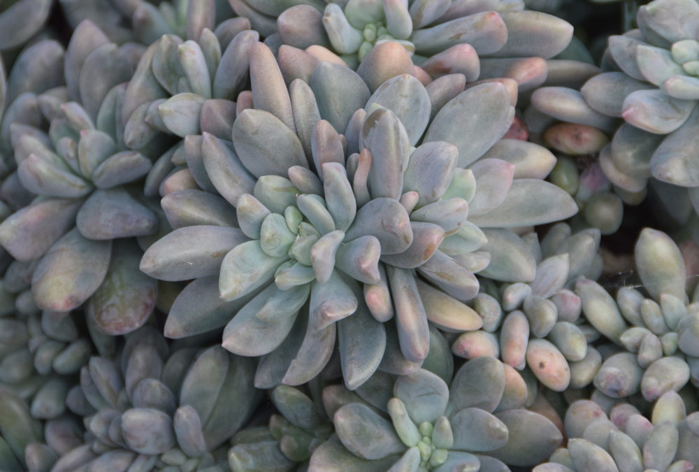 Pachyveria elaine wright