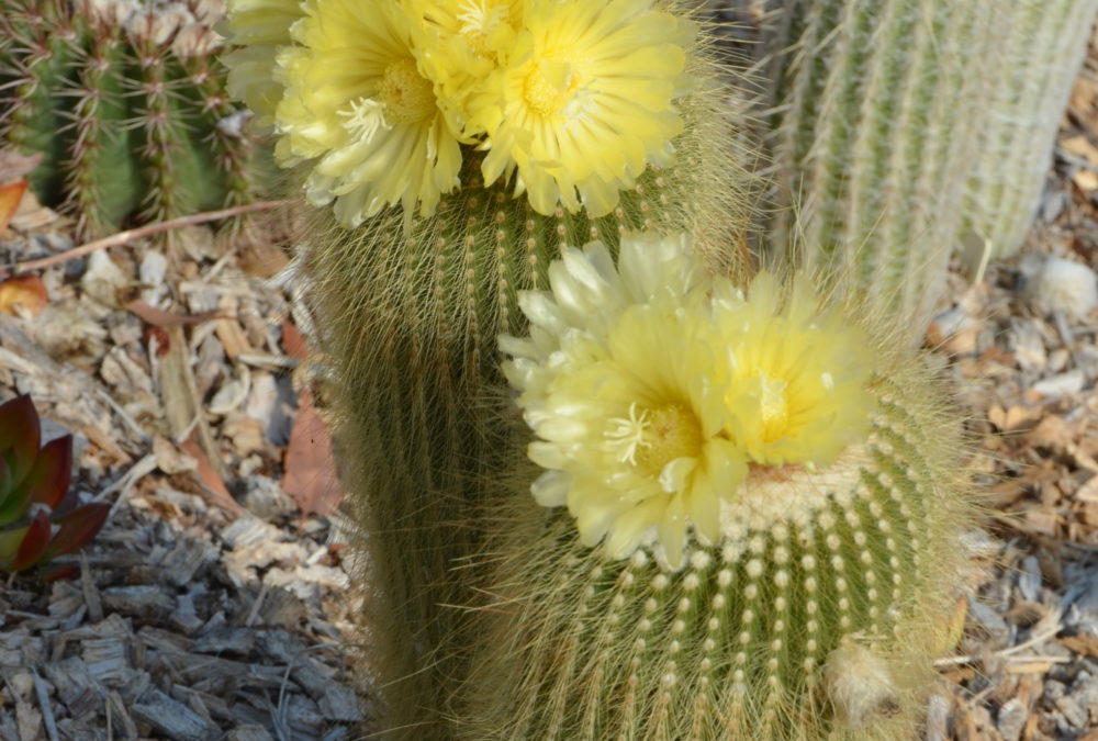 Parodia leninghausii Golden Ball Cactus