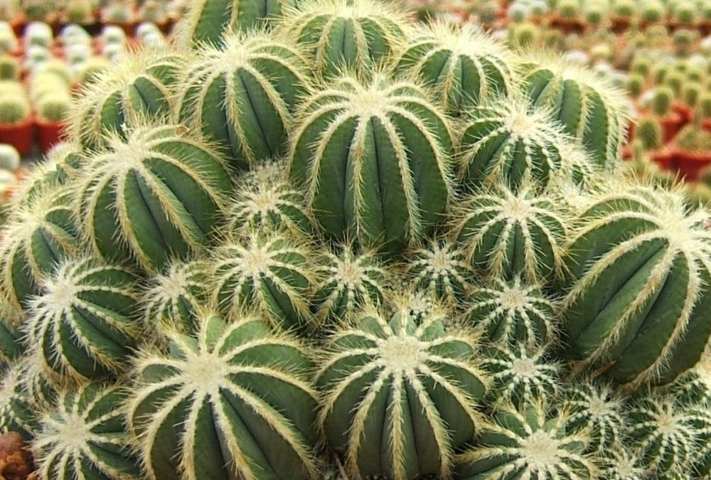 Parodia magnifica caesposta