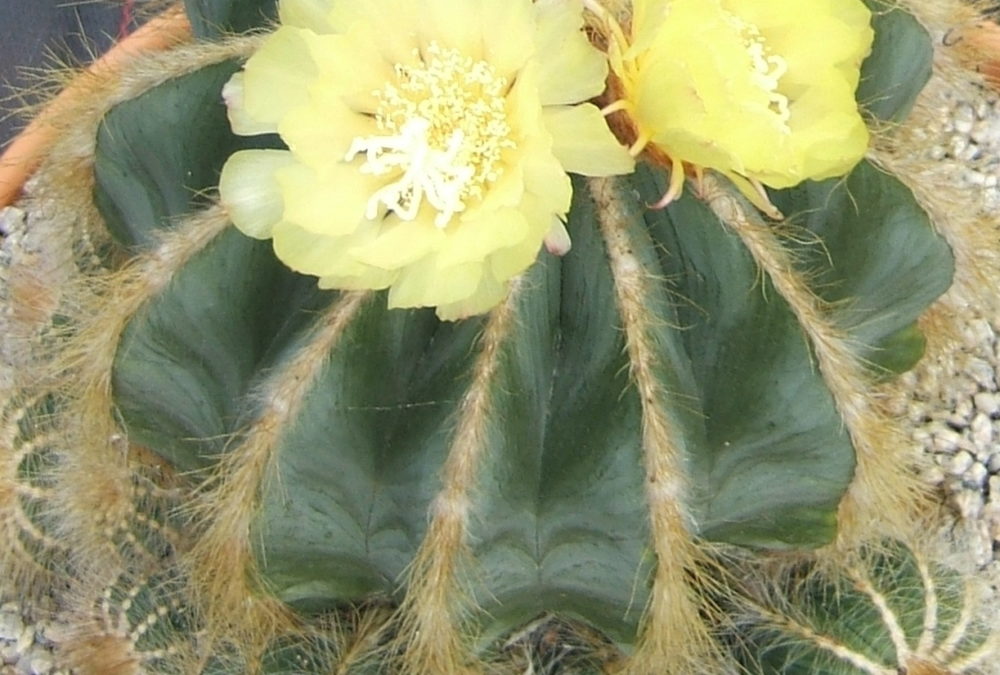 Parodia magnifica