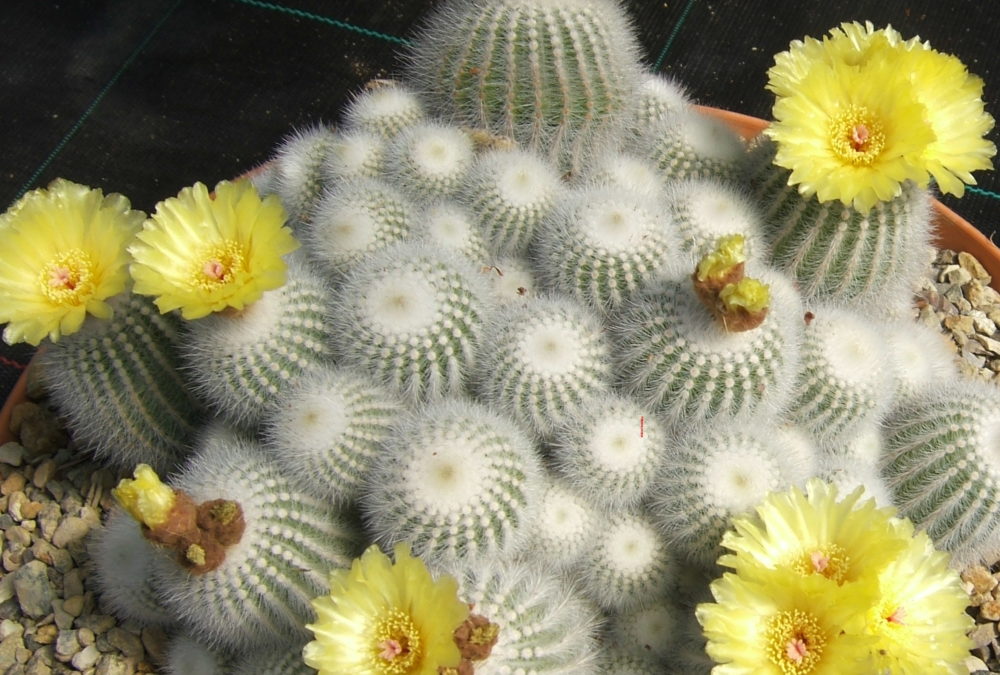 Parodia scopa