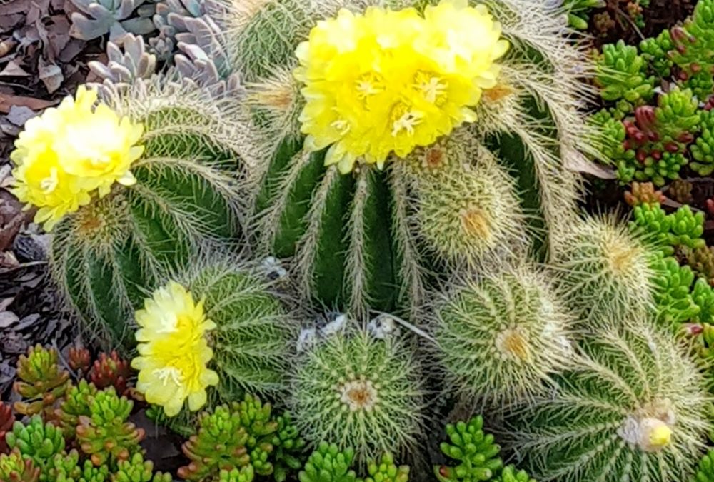 Parodia warasii