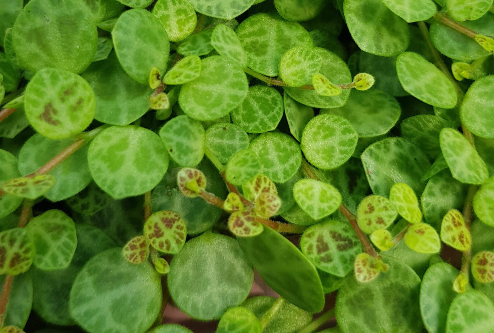 Peperomia rotundifolia String of Turtles