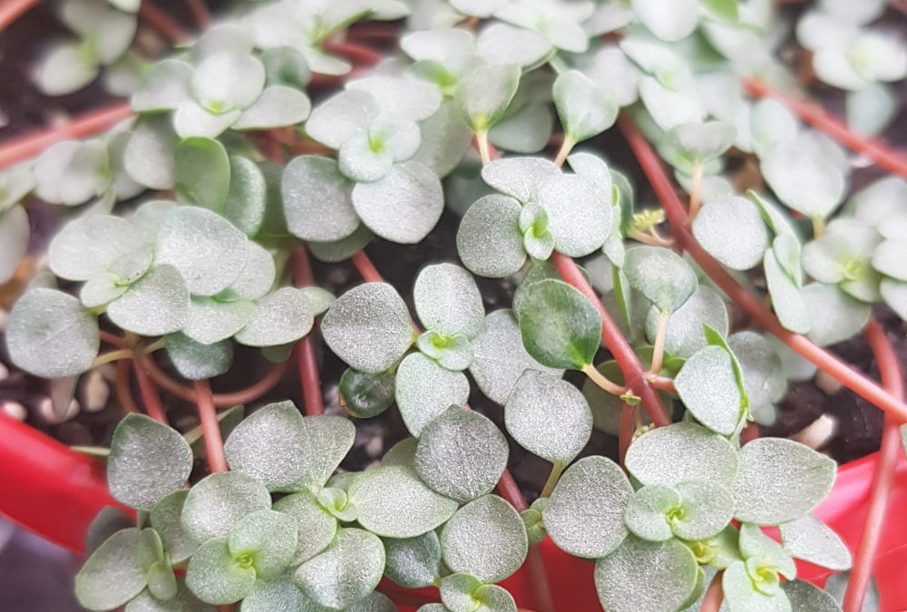 Pilea Silver Sprinkles