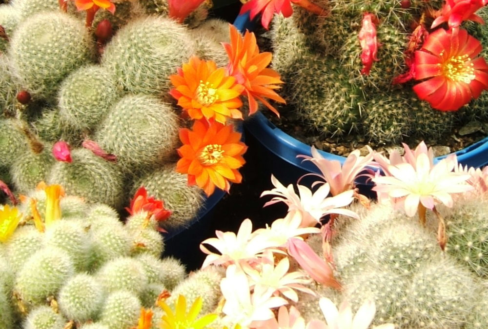 Rebutia