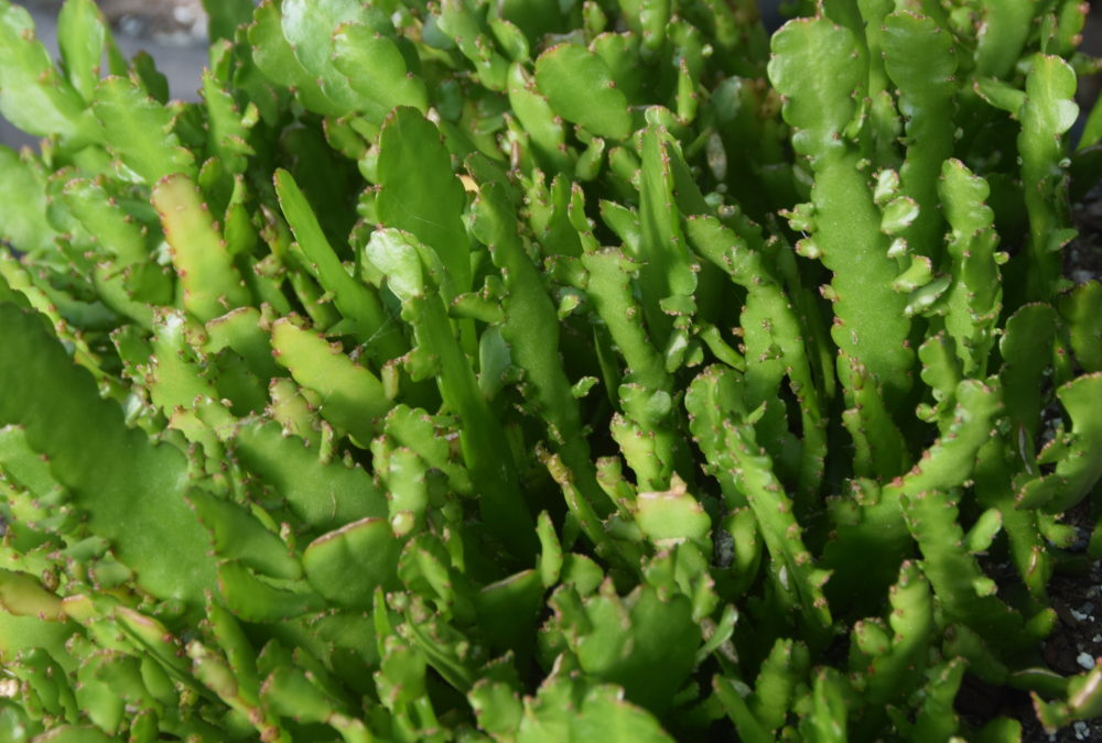 Rhipsalis bits and pieces