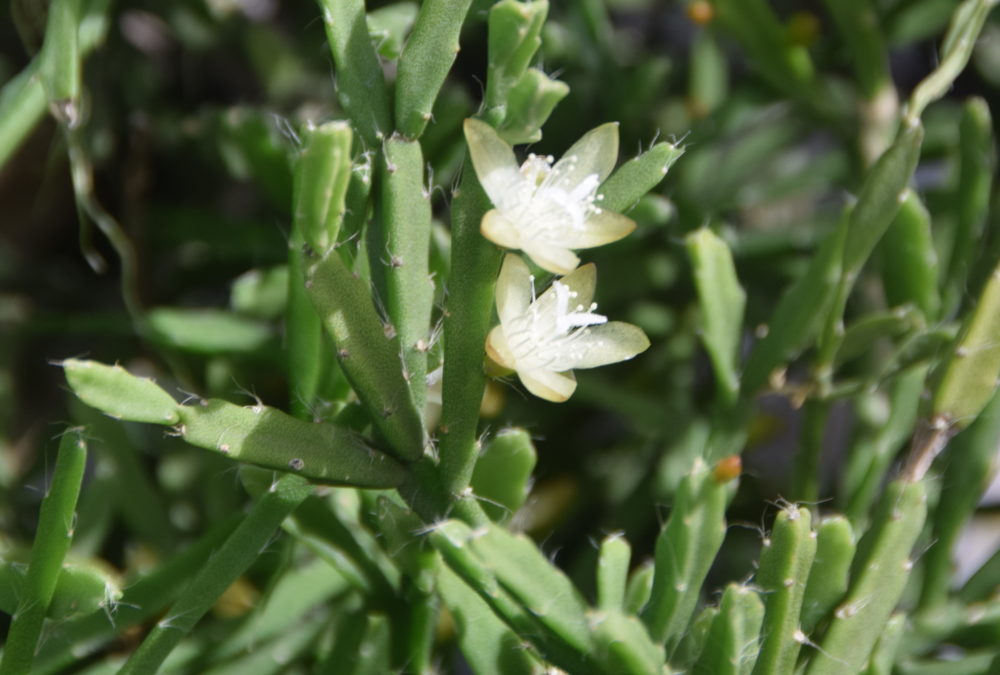 Rhipsalis ewaldiana