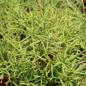 Rhipsalis grandiflora