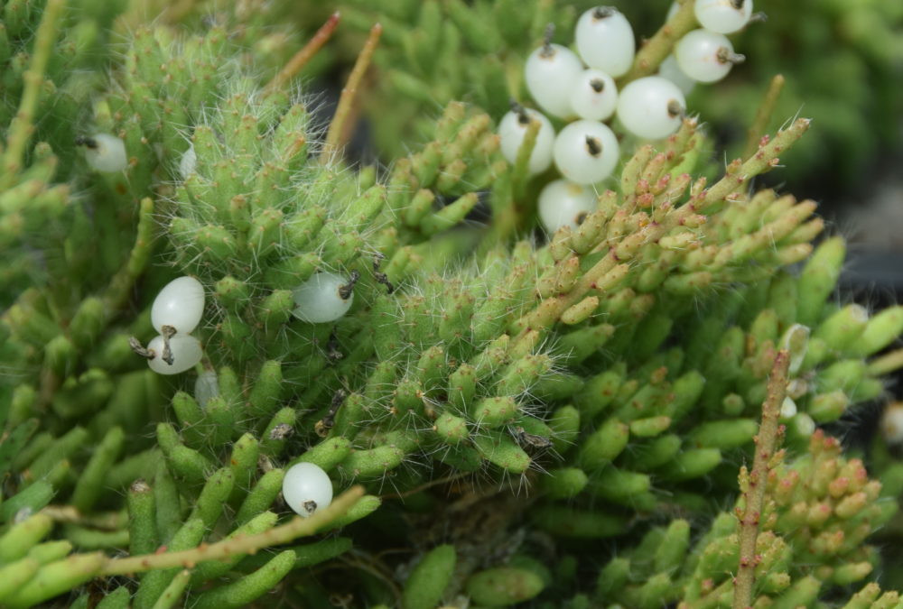 Rhipsalis mesembryanthemoides