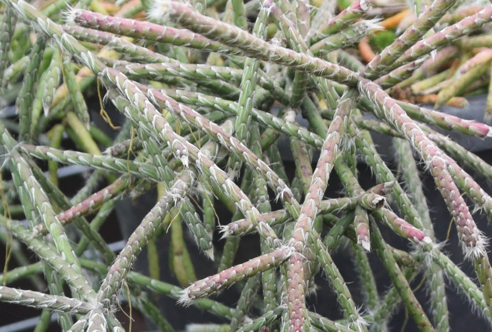 Rhipsalis pilocarpa