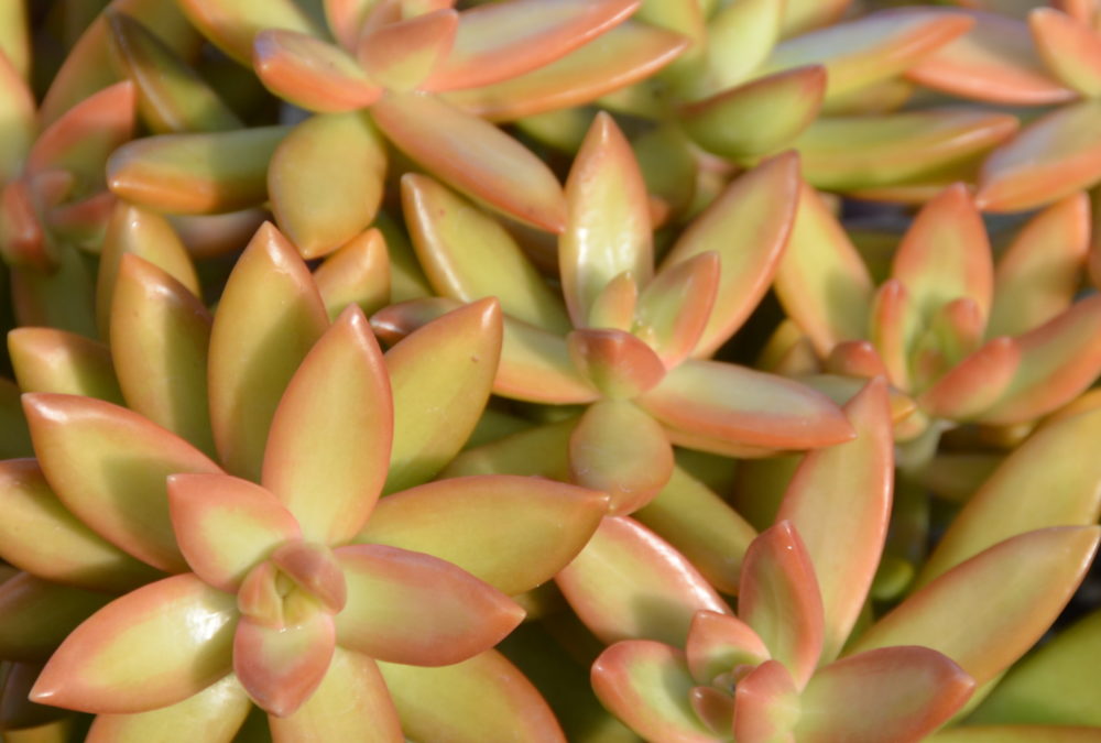 Sedum adolphi