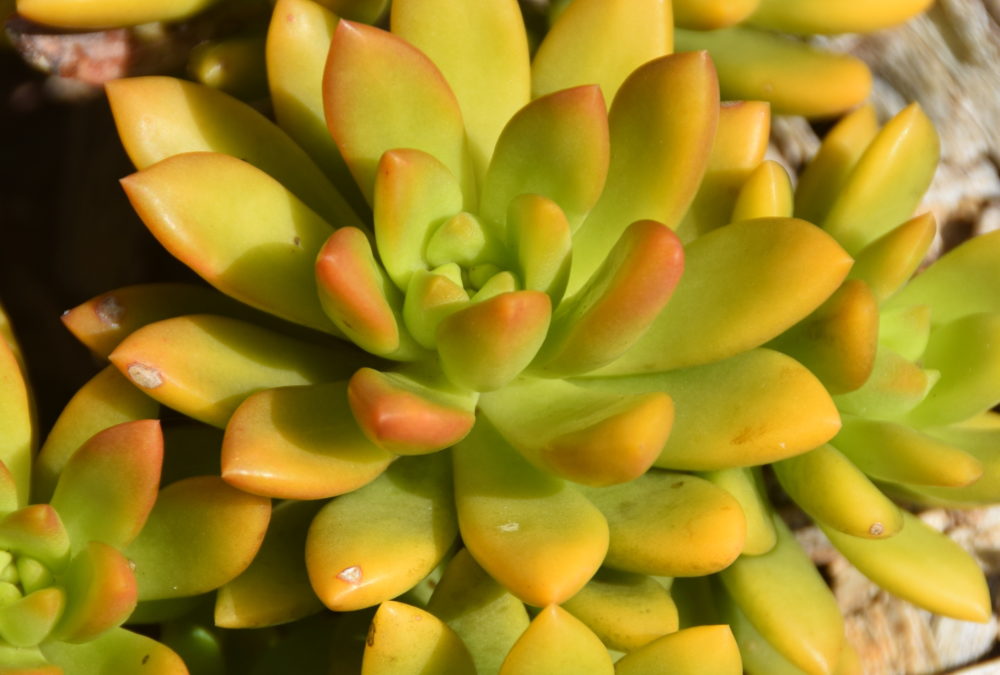 Sedum adophi compact