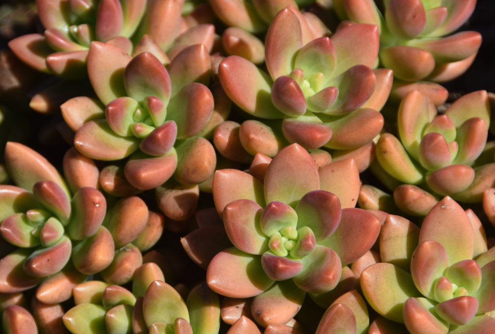 Sedum jester