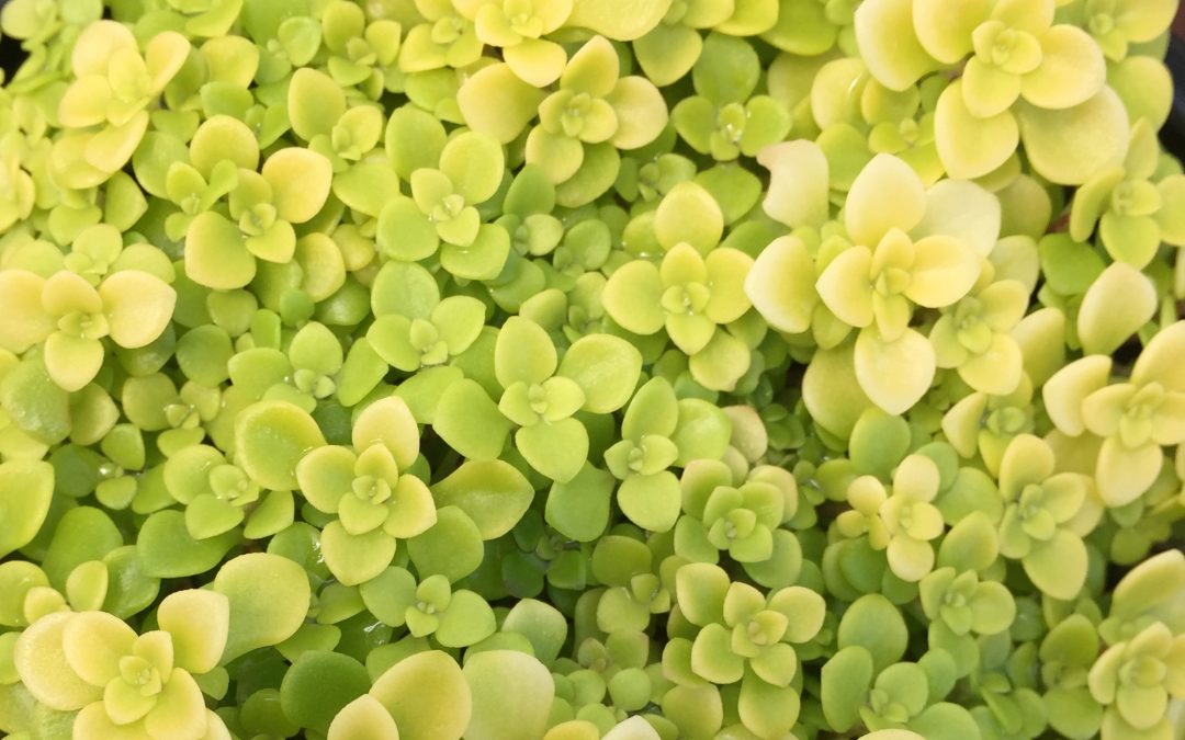 Sedum makinoi ‘Ogon’ | Calara Cacti and Succulents