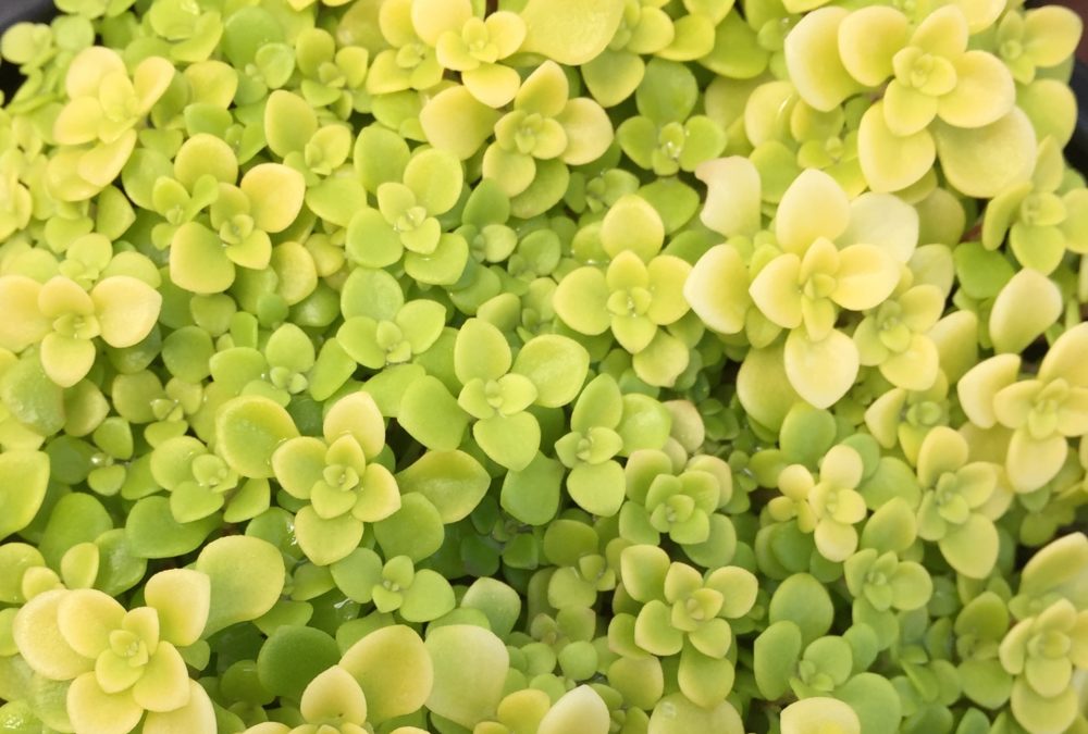 Sedum makinoi ‘Ogon’