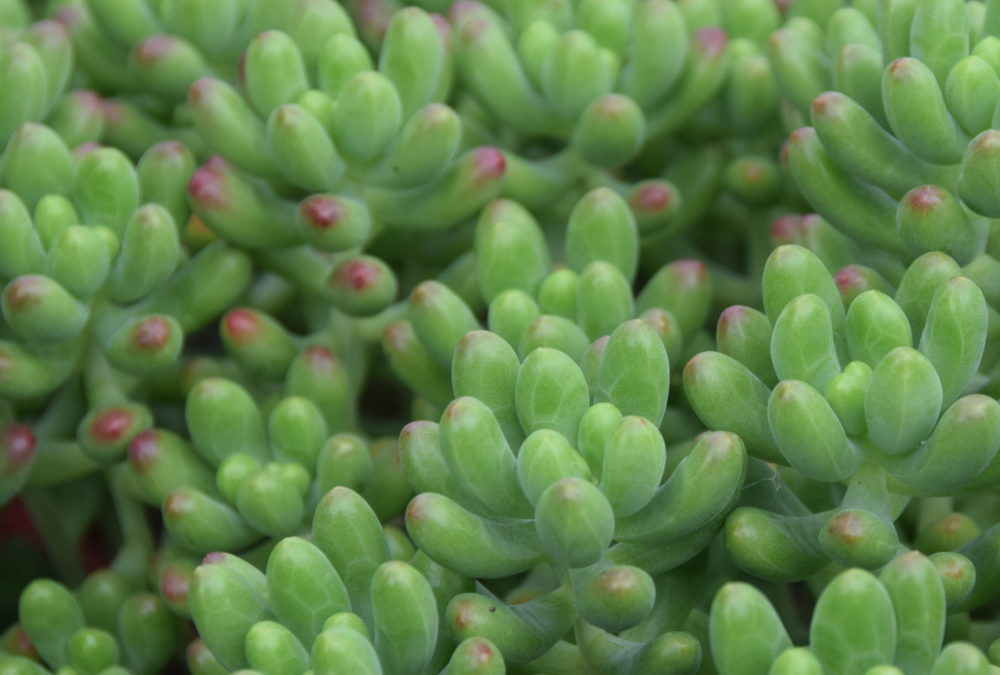 Sedum pachyphyllum Jaspa