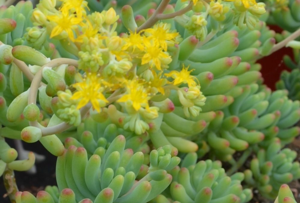 Sedum pachyphyllum Silver Jelly Beans