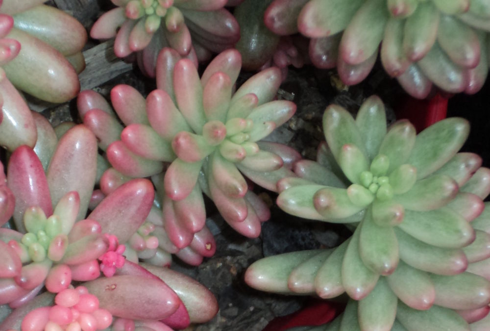 Sedum x rubrotinctum ‘Aurora’ Pink Jelly Beans