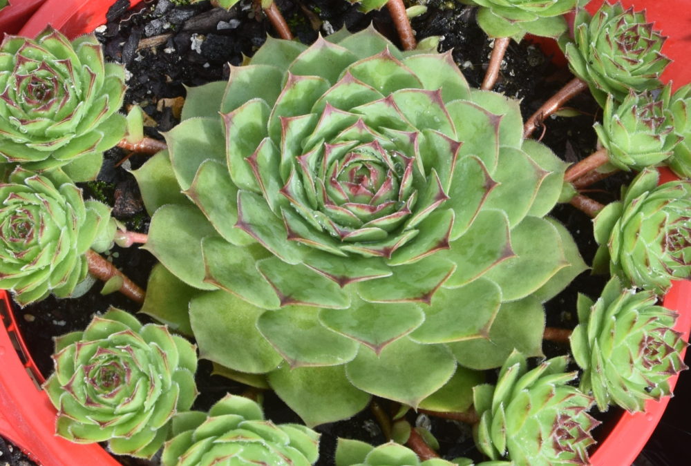 Sempervivum tectorum