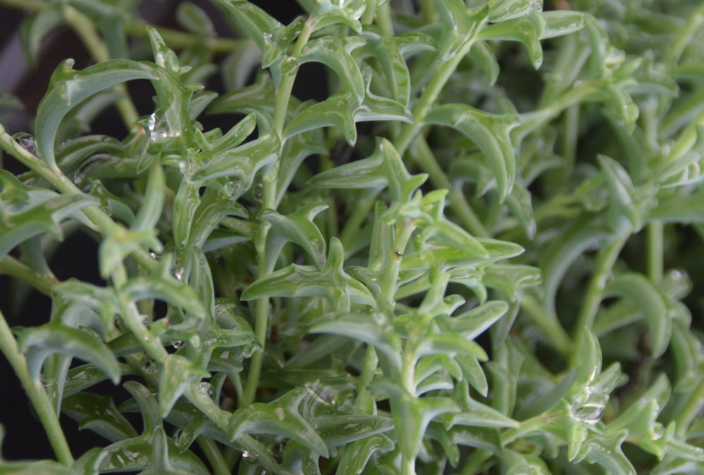 Senecio peregrinus Dolphin Necklace